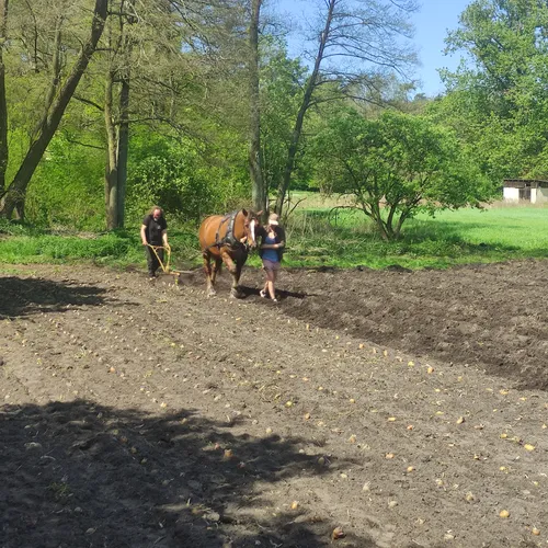 Pferdearbeit auf dem Kartoffelacker