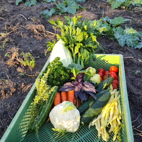 Kiste mit Ernteanteil im Sommer