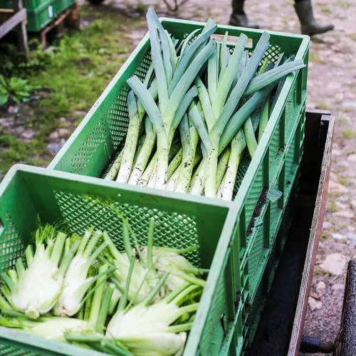 Geernteter Lauch und Fenchel in Kisten